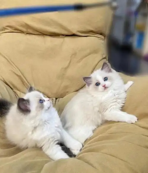 武汉蓝双海双布偶