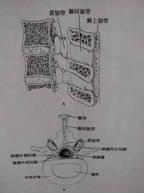 腰椎穿刺术及训练模型