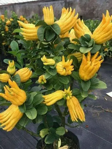 金华佛手鲜果新鲜佛手果金佛手鲜果金佛手果摆放观赏清供把玩现摘