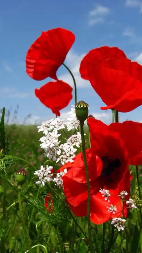 1200_2130竖版 竖屏