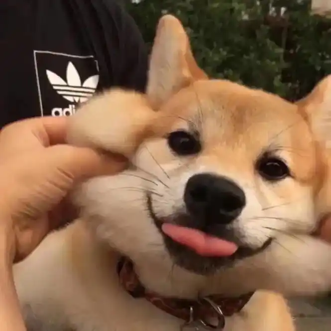 可可爱爱.#欢迎取图 #柴犬表情包 一起来换上可可爱爱的狗头 - 抖音