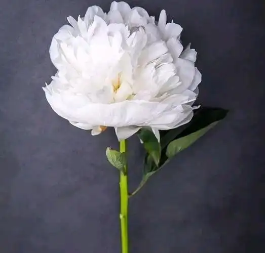 悼念母亲逝世周年文