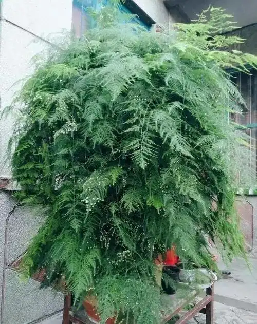 文竹养10年,长成"巨无霸",不仅开花,还结400个果