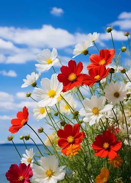 最美波斯菊,随意洒播就能活[耶] 波斯菊原产于墨西哥,在哥伦布发现新