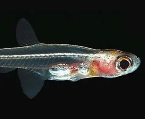 8大世界上最小的动物,这次开眼了