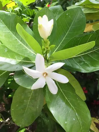 栀子花 gardenia