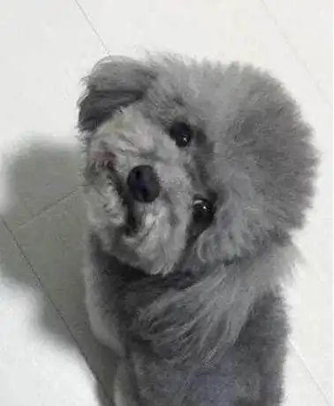 在挑选高贵,优雅灰色泰迪时,你应该了解这些常识