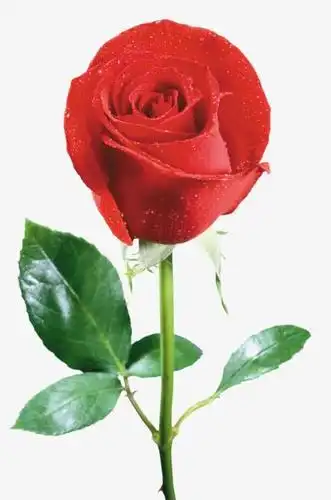 玫瑰花简笔画彼岸花简笔画简笔画植物绘画大全画一朵鲜艳美丽的喇叭花