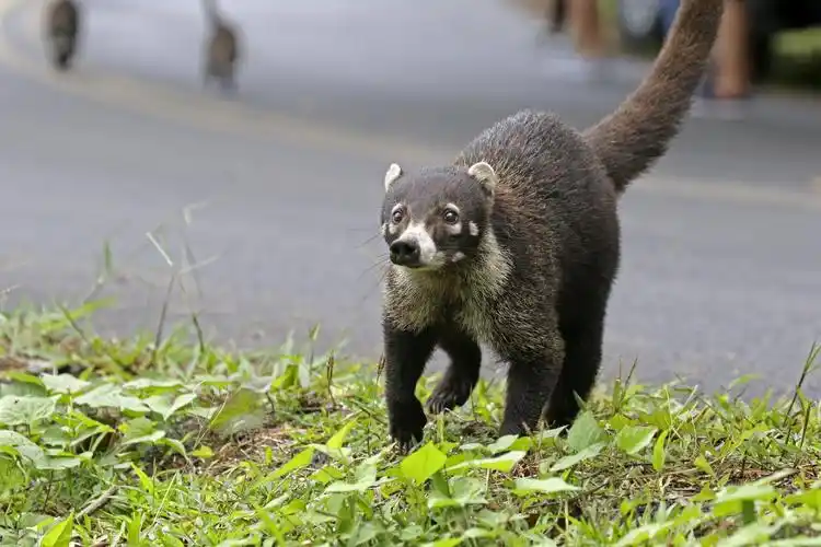 漂洋过海,相遇有缘(十一)——白鼻浣熊