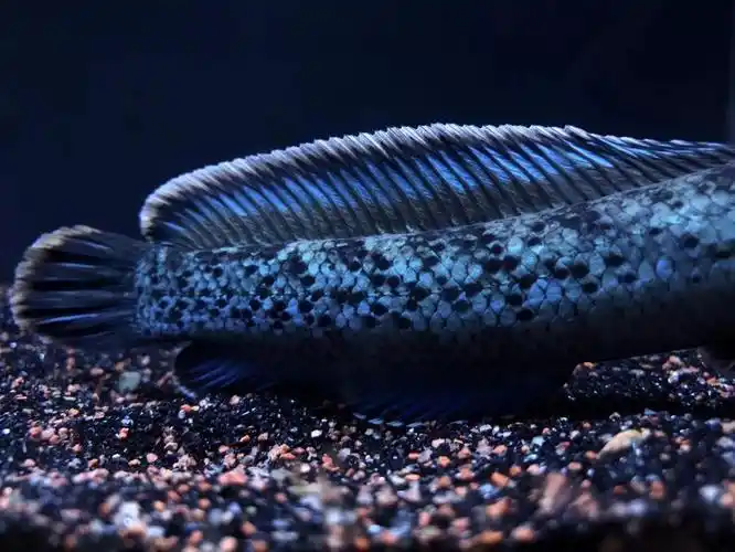 zxc蓝宝石雷龙,鬼王雷龙,k流域蓝宝石雷龙 10-12【图片 价格 品牌