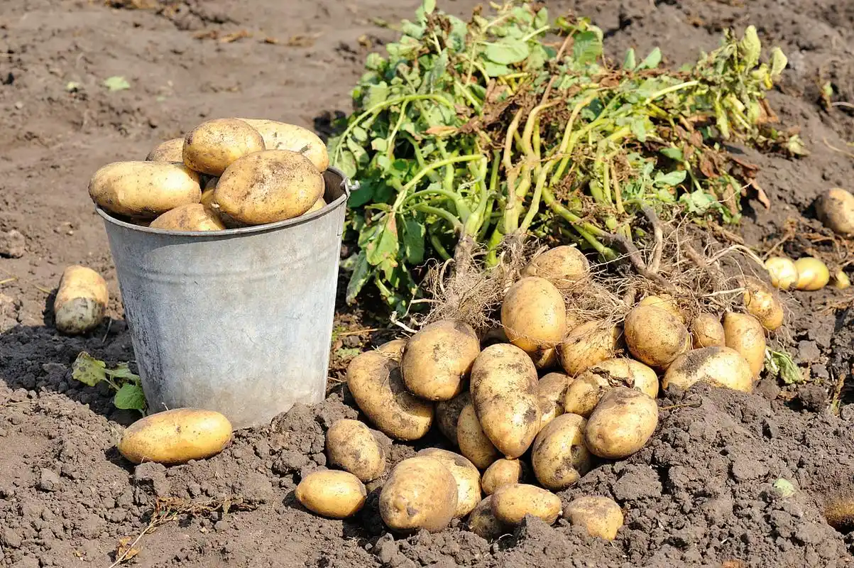 那又是否曾经看着这些土豆从土中探出头,然后开花,却不知道该如何处理