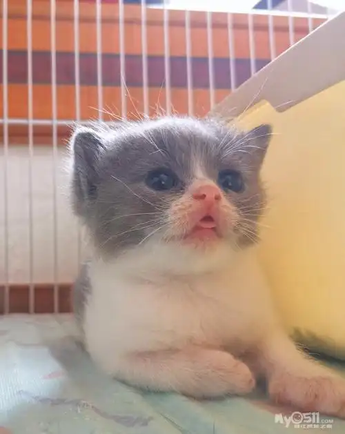 英短蓝白弟弟英国短毛猫家养