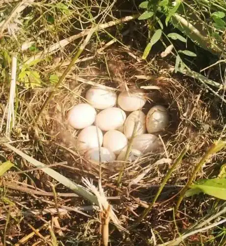 孕育,一窝野鸭蛋一一感悟生活系列小诗