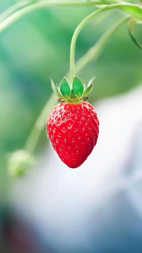 草莓- 堆糖,美图壁纸兴趣社区