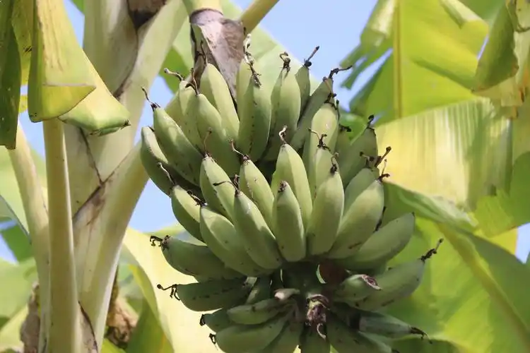 腾冲荷花百变芭蕉知多少