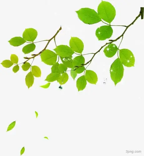 绿色清新嫩绿树枝png素材透明免抠图片-动植人物-三元素3png.com