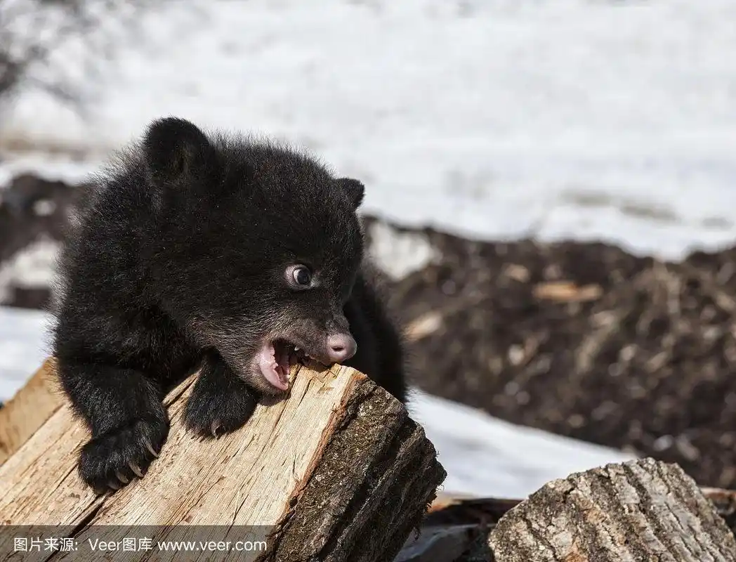 黑熊幼崽