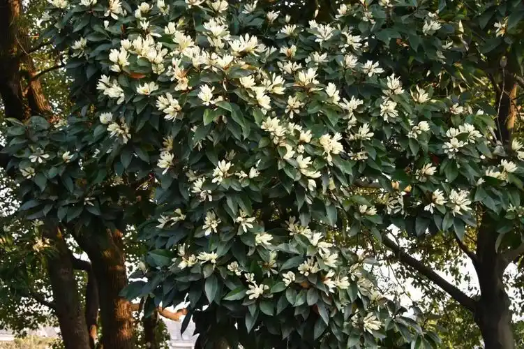 含笑(乐昌含笑)_花木网