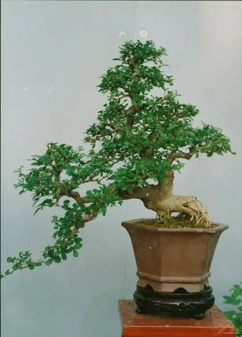 盆景花卉图片大全欣赏(盆景花卉图片大全欣赏 室内)