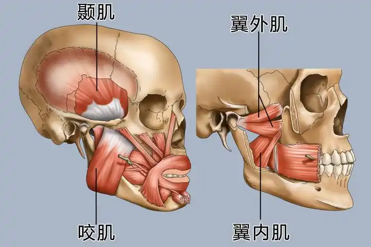 咀嚼肌图
