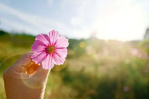 公园里手拿一朵漂亮的小野花菊花波斯菊