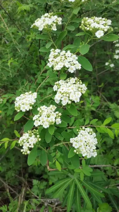 洁白的绣线菊,满枝摇曳.