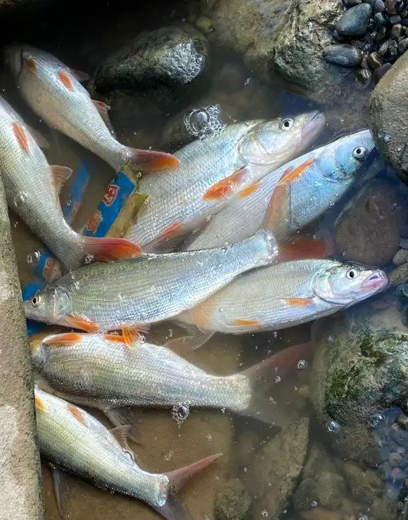 冤不冤?江西钓鱼人网上炫耀渔获,被网友一致吐槽