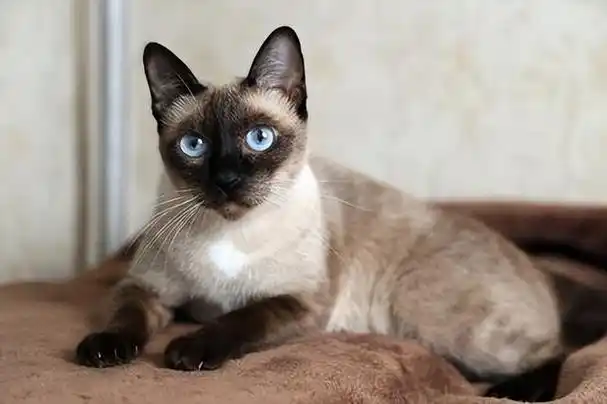 世界十大名贵猫猫喵星人快看过来