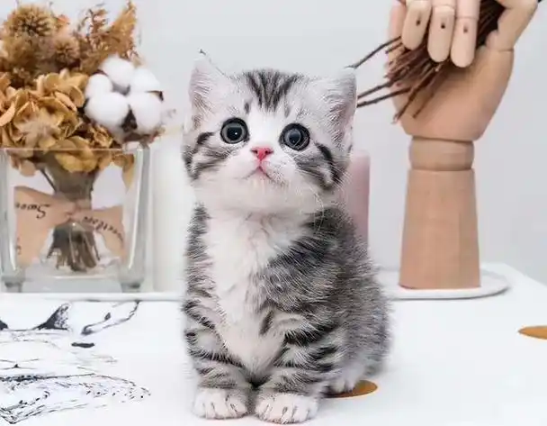 不要再冲动养美短猫了告诉你美短的6大缺点