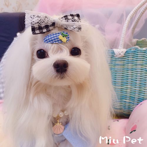 日本比熊套装泰迪夏泰迪约克发饰宠物狗头夹狗头饰