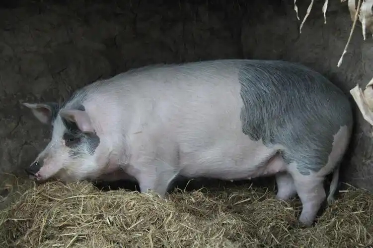 超震撼的农村杀年猪全程 - 棋簿紫 - 棋簿紫