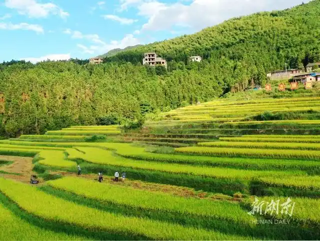 自然生态环境和独特的梯田风光,大力种植高山优质稻,打造美丽田园景观