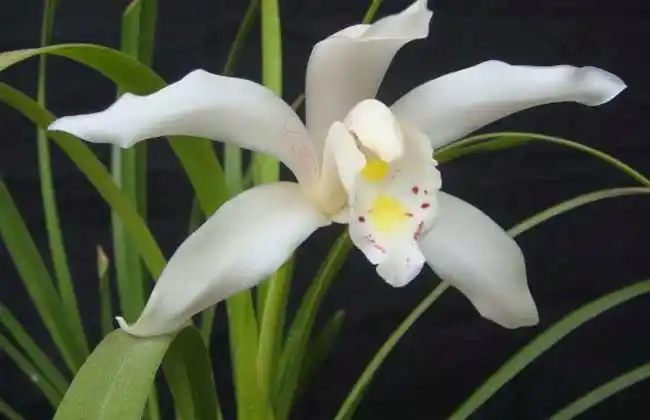 兰花品种图片大全