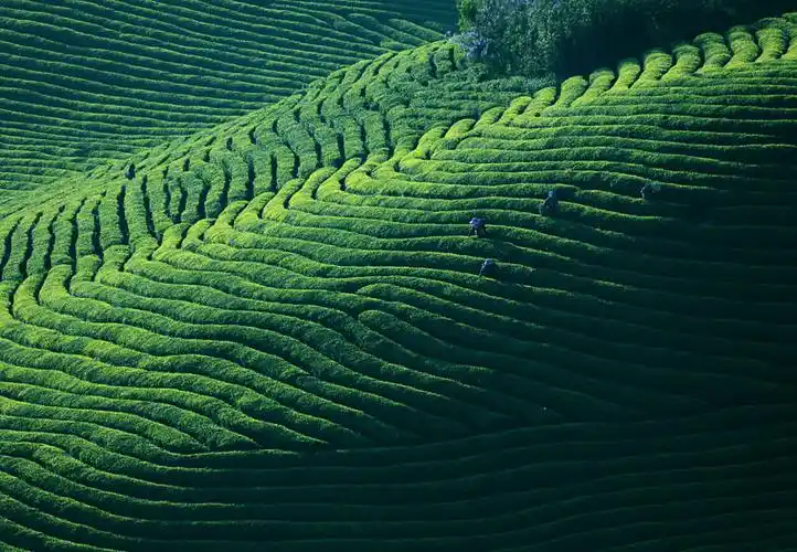 绿色大自然图片
