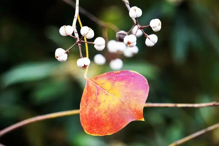 鲜艳的树叶雪白的乌桕籽原创首发