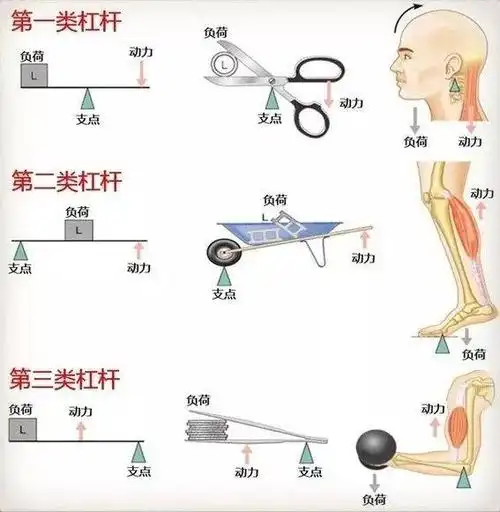 人体内的"杠杆系统"