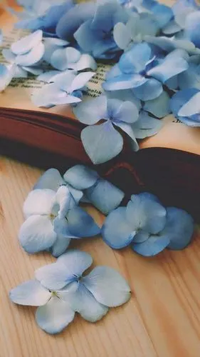 小清新花卉静物图片手机壁纸