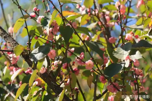 2020年, 还有很多叶子挂在梅树上, 梅花就已经盛开了.