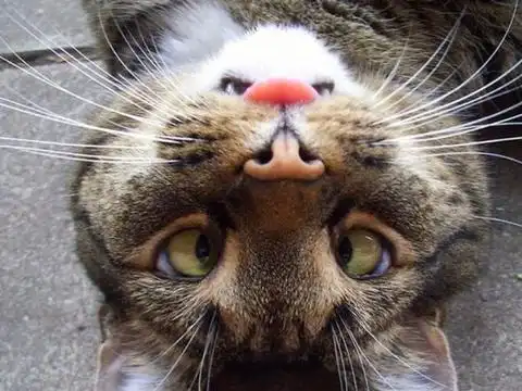 斗鸡眼的萌宠们,怎么看怎么好笑