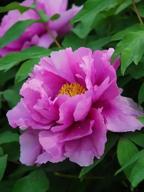 世界顶级牡丹花摄影作品欣赏