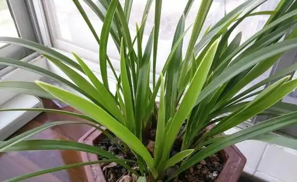 家庭养花|兰花养好的几个重要点!