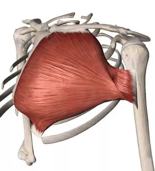胸大肌解剖功能
