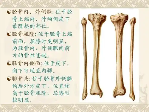 体表标志与定位