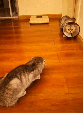 公猫节育回家,妻儿老小全部炸毛,公猫:我能怎么办?我也很绝望