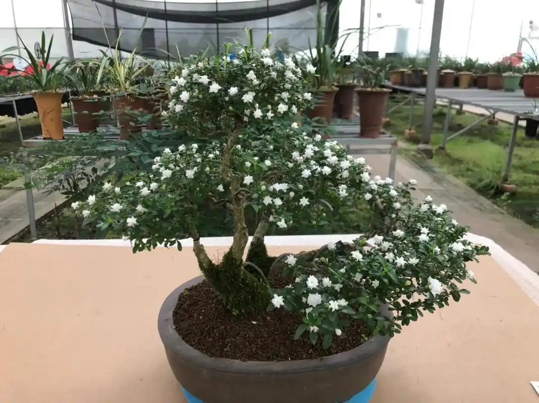 重瓣六月雪 #小叶六月雪#宁波龙卷风 #盆景 #小叶簕竹  - 抖音