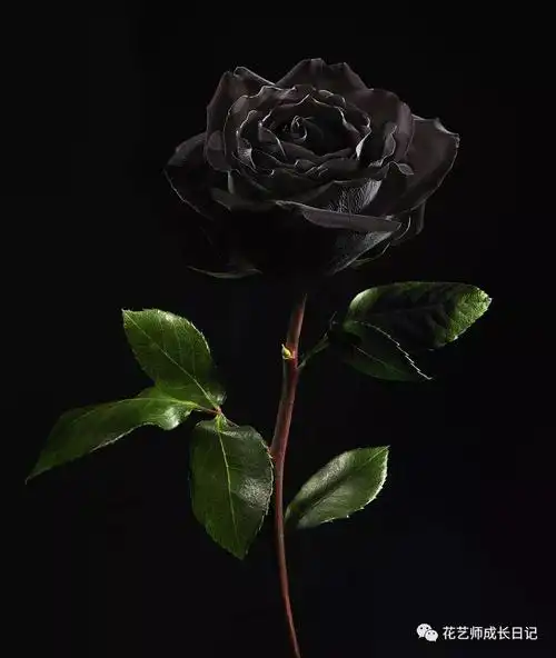 感动,爱的宣言,铭记于心,初恋,喜欢你那灿烂的笑容粉红玫瑰纯洁,高贵