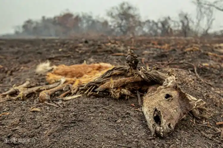 巴西火灾肆虐 烧焦动物尸体触目惊心