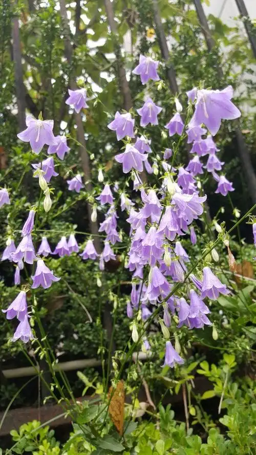 杏叶沙参(桔梗科沙参属多年生草本植物)_尚可名片