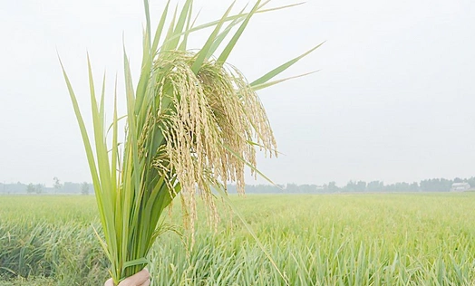 把给水稻多"喂"的化肥减下来