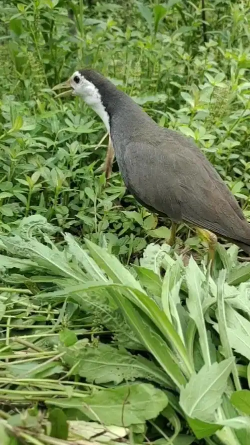 白面水鸡农村里面有的小可爱,有认识的人吗-动物视频-搜狐视频